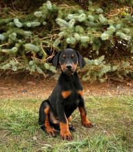 Doberman Pinscher Puppies Available