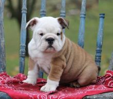 English Bulldog Puppies Available