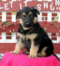 German Shepherd Puppies Available