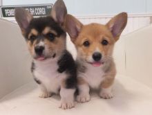 Home Trained Pembroke Welsh Corgi Puppies Available