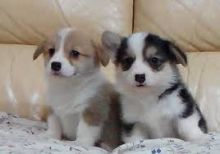 Home Trained Pembroke Welsh Corgi Puppies Available