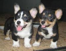 Home Trained Pembroke Welsh Corgi Puppies Available