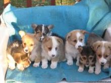 Home Trained Pembroke Welsh Corgi Puppies Available