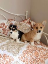 Home trained Pembroke Welsh Corgi Puppies Available