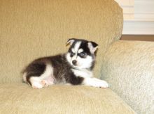 Pomsky Puppies Available