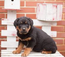 Rottweiler Puppies Available