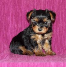 Yorkie Puppies Available