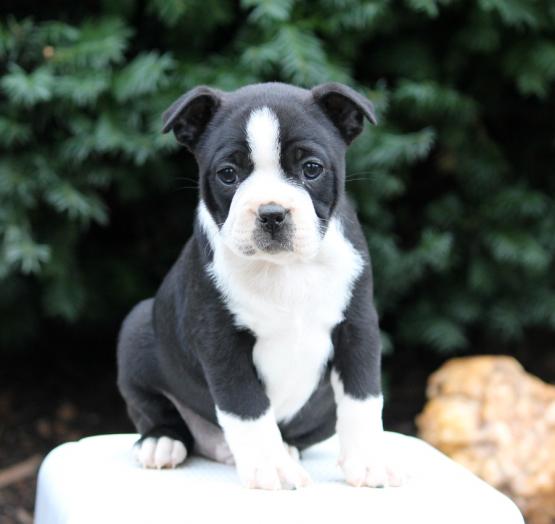 Boston Terrier Puppies Available Image eClassifieds4u