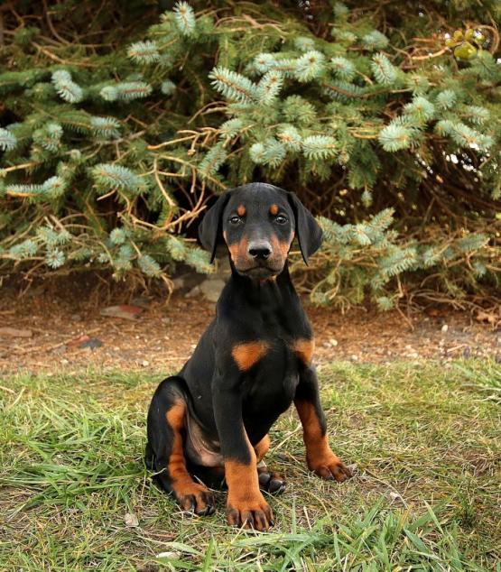 Doberman Pinscher Puppies Available Image eClassifieds4u