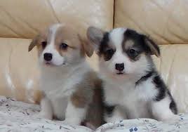 Home Trained Pembroke Welsh Corgi Puppies Available Image eClassifieds4u