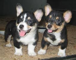Home Trained Pembroke Welsh Corgi Puppies Available Image eClassifieds4u
