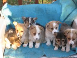 Home Trained Pembroke Welsh Corgi Puppies Available Image eClassifieds4u
