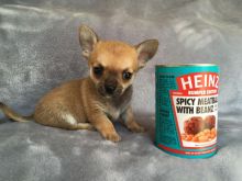 Chihuahua Puppies Available Image eClassifieds4U