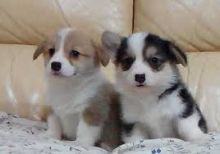 Home Trained Pembroke Welsh Corgi Puppies Available Image eClassifieds4U