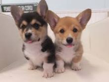 Home Trained Pembroke Welsh Corgi Puppies Available Image eClassifieds4U