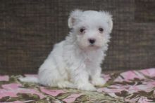 Maltese Puppies Available Image eClassifieds4U