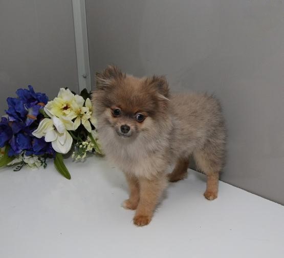 Pomeranian Puppies Available Image eClassifieds4u