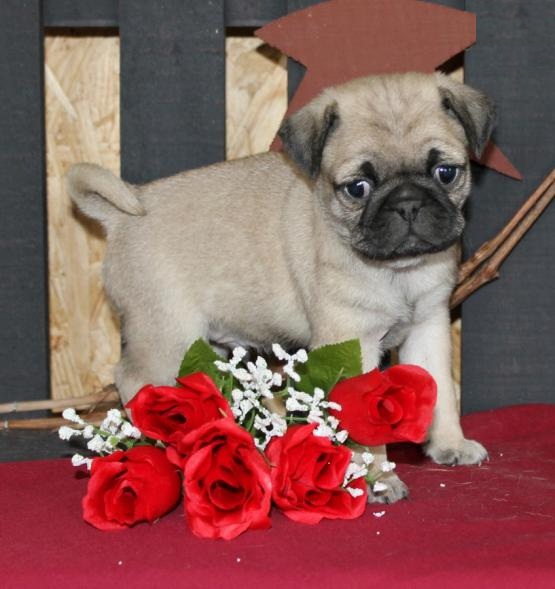 Pug Puppies Available Image eClassifieds4u