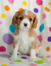 Cavalier King Charles Spaniel Puppies Available