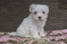 Maltese Puppies Available