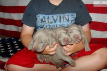 Registered weimaraner puppies available
