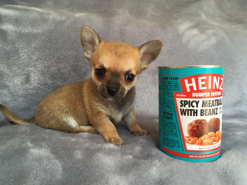 Chihuahua Puppies Available Image eClassifieds4u