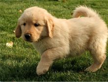 Beautiful Golden Retriever Puppies Image eClassifieds4U