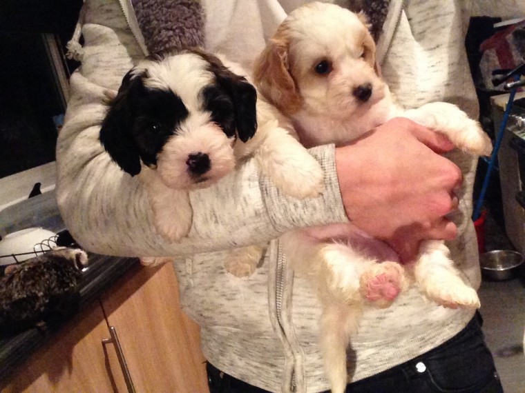 Cavapoo Puppies Available Image eClassifieds4u