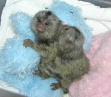 Exceptional Marmoset and Capuchin monkeys Available