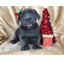 Beautiful Cane Corso puppies 11week old