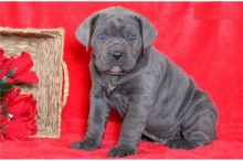 cane corso puppies available