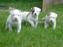 Cute American bulldog puppies available.