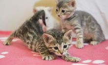 Cute Bengal kittens Available