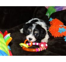 Cute Cavachon Puppies Available now