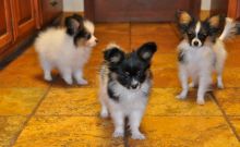 Cute Papillon puppies ready,