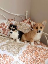 Cute Pembroke Welsh Corgi Puppies Available