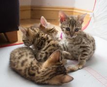 Cute Stunning bengal Rosetted Male and Female