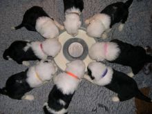 old english sheepdog puppies Available