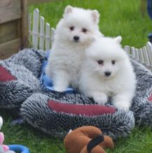 Purebred Japanese Spitz Puppies Available