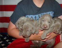 Registered weimaraner puppies available