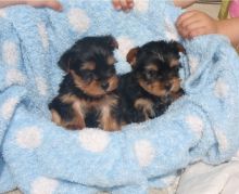 Teacup Yorkie Puppies Available