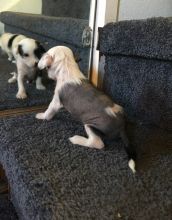 Wonderful Chinese crested pups Available