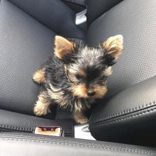 YORKIES PUPPIES FOR SALE
