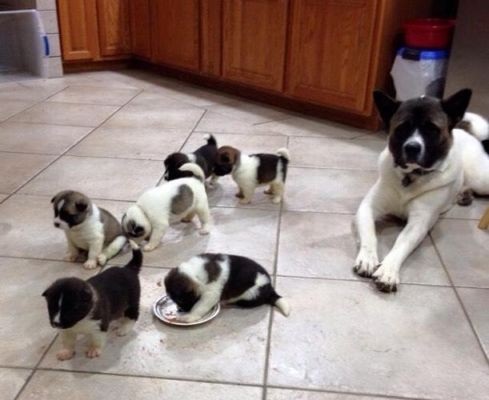 akita puppies for re homing Image eClassifieds4u