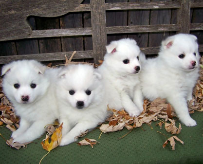 American Eskimo puppies available Image eClassifieds4u