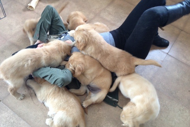 Awesome Golden Retriever Puppies Available Image eClassifieds4u