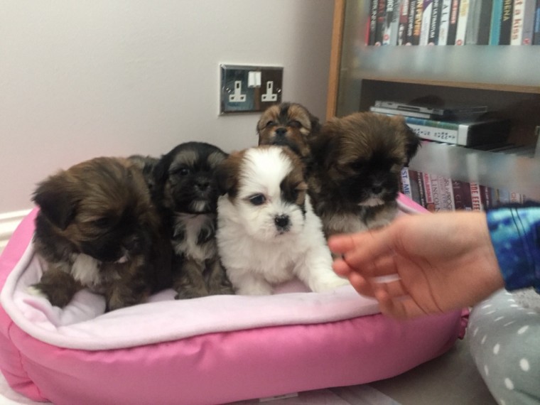 Beautiful Lhasa Apso Puppies Available Image eClassifieds4u