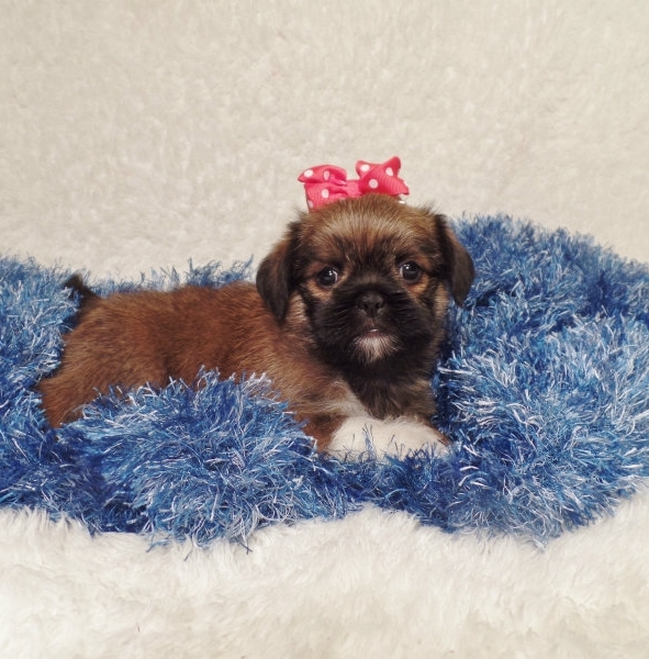 Brussels Griffon puppies ready Image eClassifieds4u