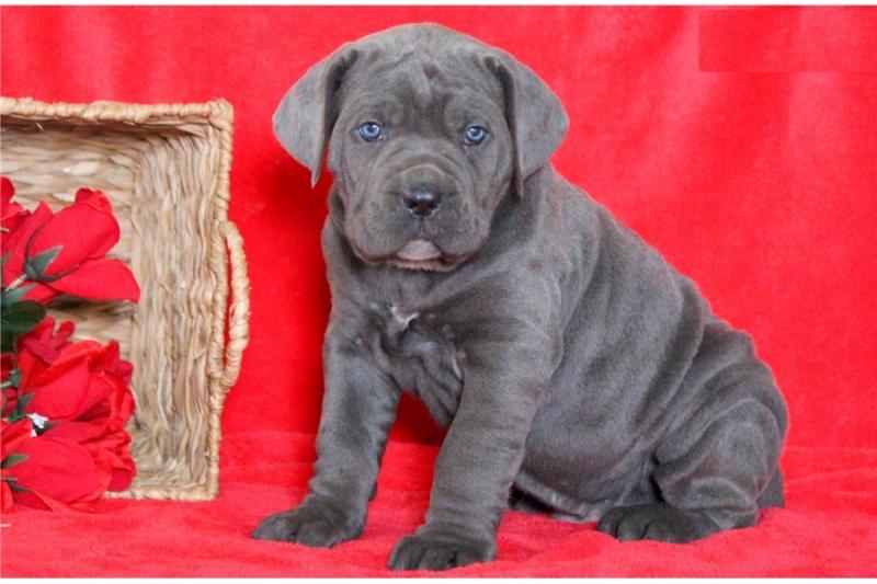 cane corso puppies available Image eClassifieds4u