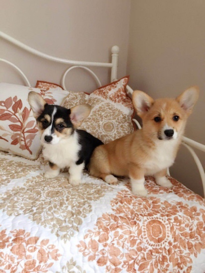 Cute Pembroke Welsh Corgi Puppies Available Image eClassifieds4u